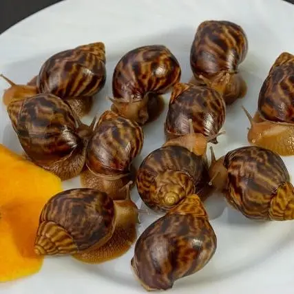 TOP QUALITY FRESH EDIBLE SNAILS/DRIED SNAIL/FROZEN SNAIL