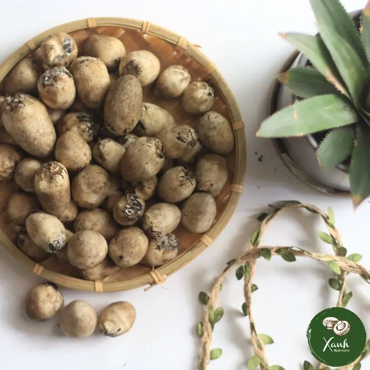 THE PREMIUM CANNED STRAW MUSHROOM BROKEN-UNPEEL TYPE FOR EXPORT