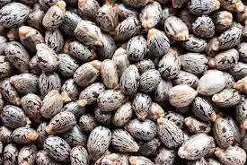 Jatropha Seeds Tree Species