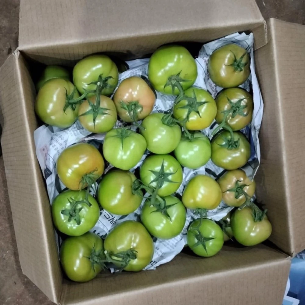 The Best Wholesale Vietnam Supply Fresh Tomatoes High Quality Standard Flavor Sweet Light Sour Shape Globular Packaging OEM
