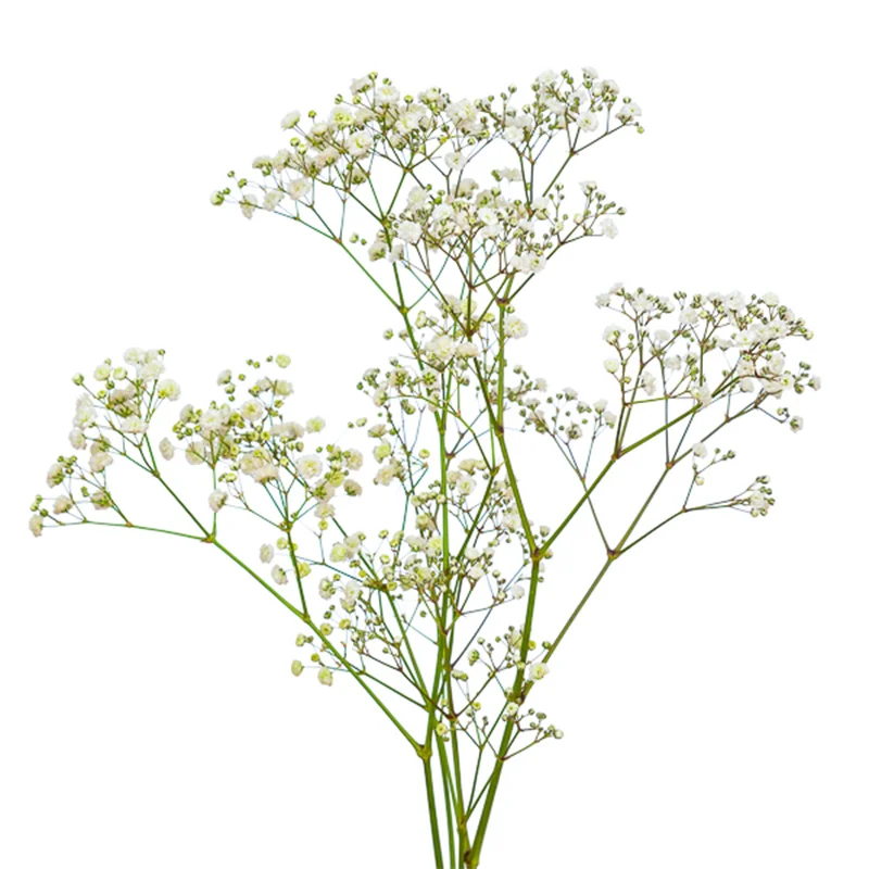 Best Selling Kenyan Fresh Cut Flowers Gypsophila Flower White 25g Per Stem Flower Bouquets Summer Retail Wholesale Wedding