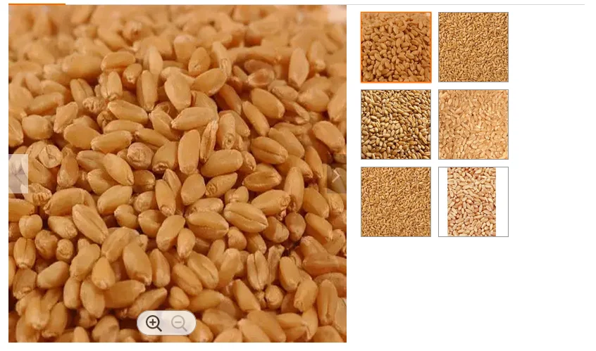 Natural Pure Wheat Dried Grade Grain High Quality Wheat