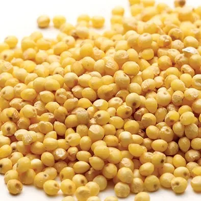 Top Selling Dried Certified Quality  white sorghum
