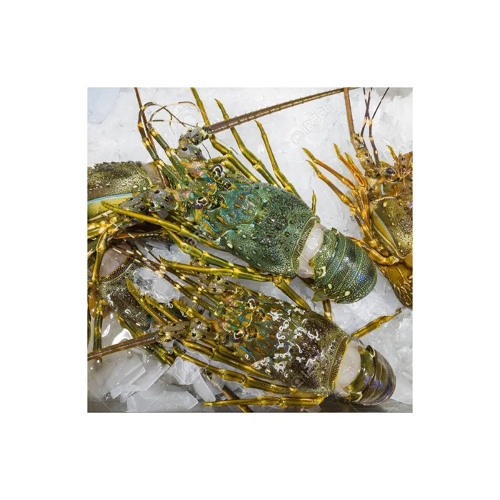 Factory Wholesale price of Fresh lobster Live lobster/American Lobsters and red king crab ready world wide For Sale