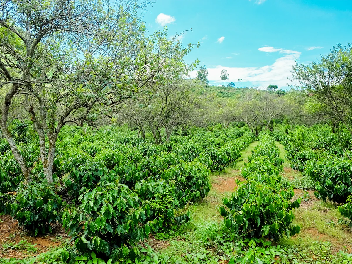 100% Arabica From material area coffee  which roasted beans Son La Viet Nam supporting to coffee shop cheap price and low MOQ