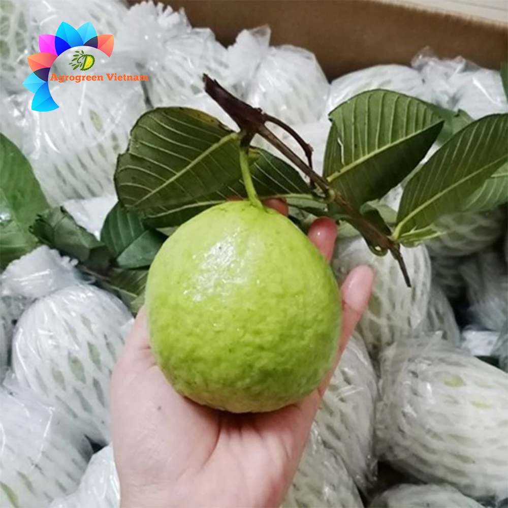 Exporter hot sale Guava juice high quality fruit juice concentrates Tropical Fruit Juice from Vietnam