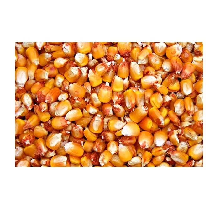 Dried Yellow Corn /Corn Maize