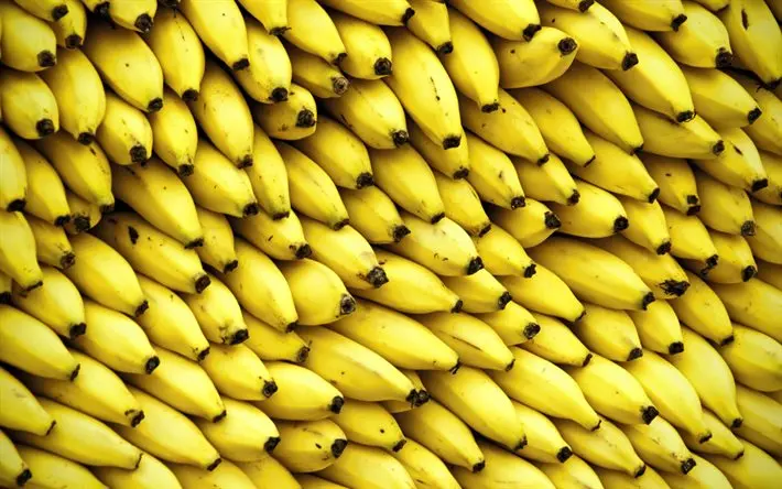Hot Selling Price Of Fresh Fruit Bananas In Bulk Quantity