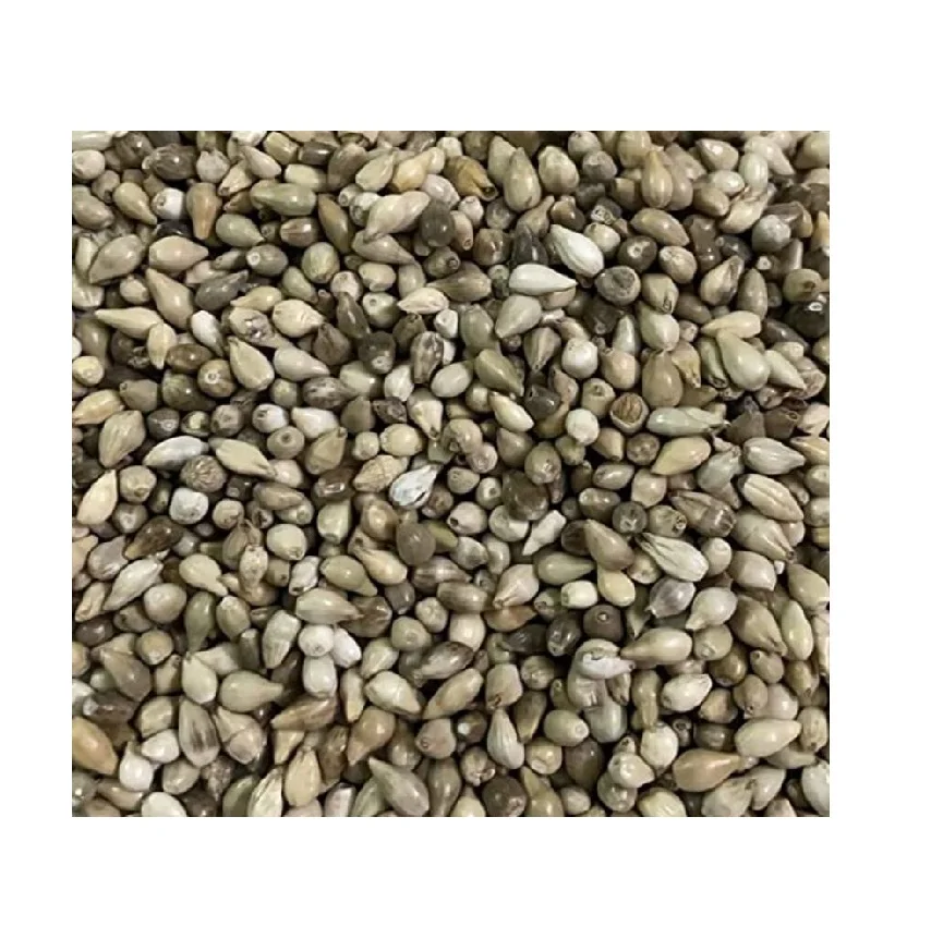Ready to Ship Natural High Quality Dried Semen For Coix Seed Job Tears For Sale