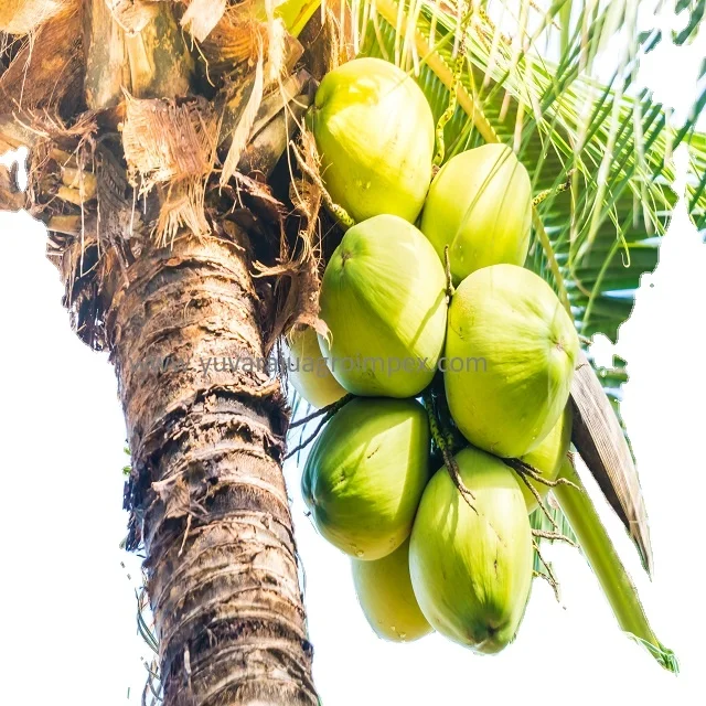 High Quality Fresh Semi Husked Coconut Manufactures in India to Malwi Peru Mexico Kenya Ethiopia Colombia Uganda