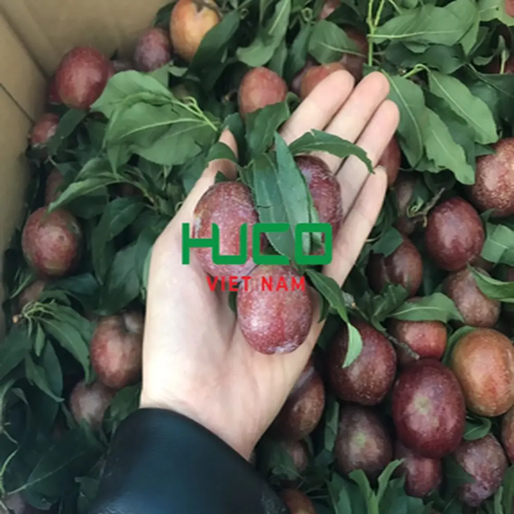 Fresh Juicy Red Plums Tasty Delicious High Quality Sweet Plum Premium Grade 100% Natural