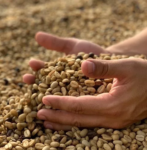 Organic Coffee High Quality Organic Coffee Whole Grain and Enriched Taste Best Flavored Brazil Raw Coffee Beans