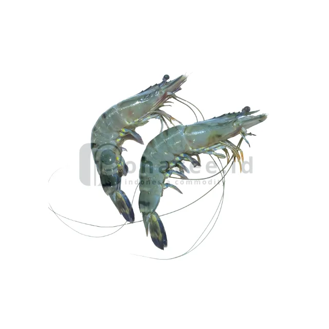 For Sale Premium Quality Fresh Black Tiger Shrimp Indonesia Head On Shell On