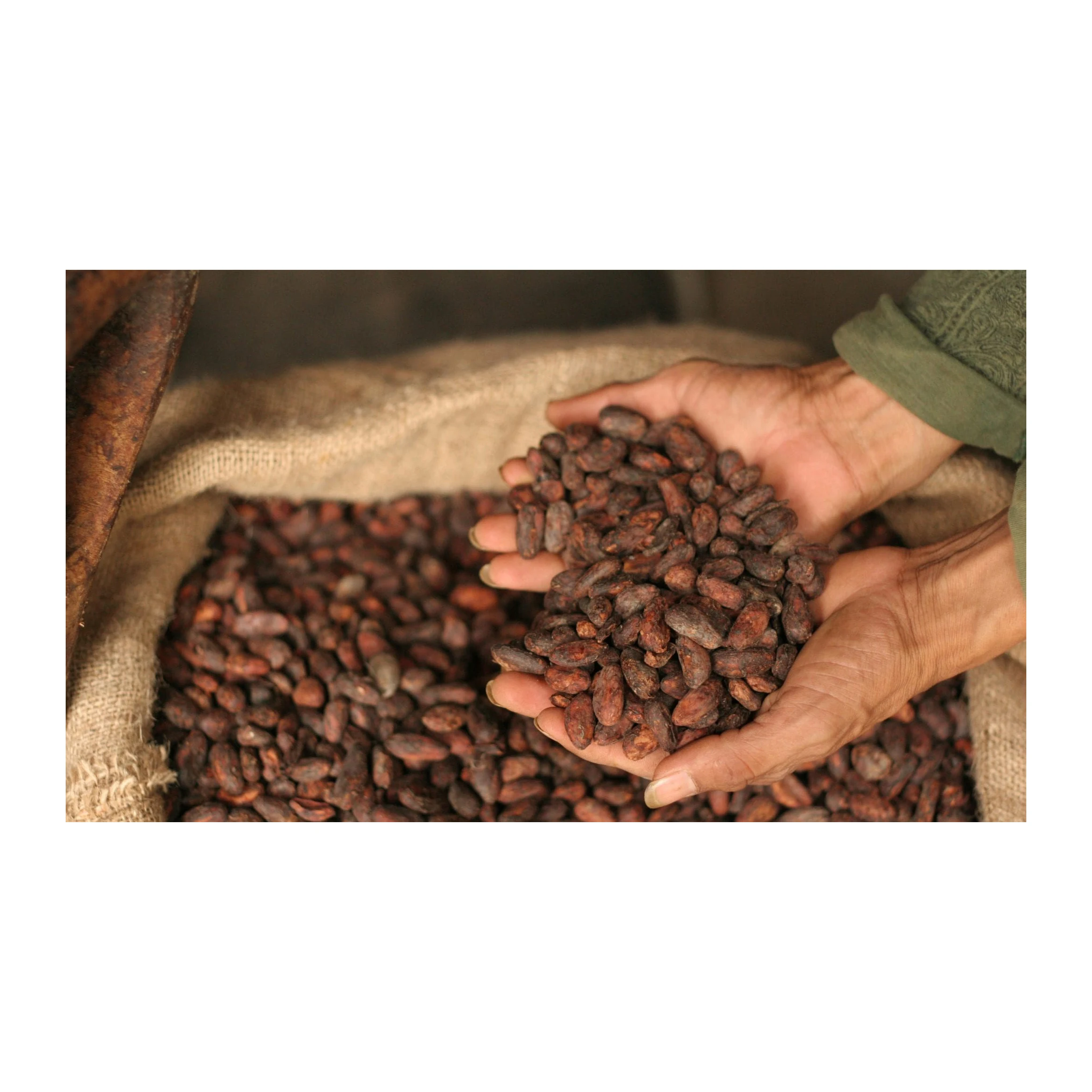Wholesale Supplier Best Quality Cocoa Bean For Sale In Cheap Price