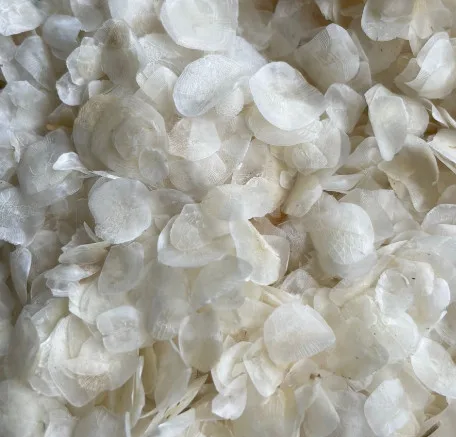 Dried Fish Scales High Quality and Good Price Ms Mary