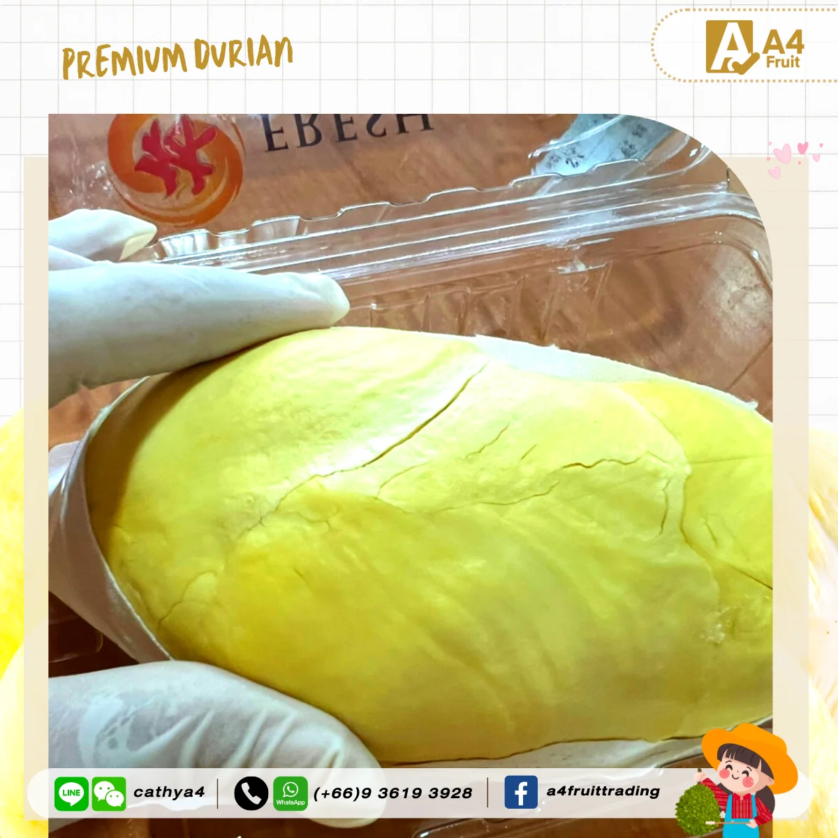 Fresh Durians King of Fruits Direct from Thailand Best in the World for China