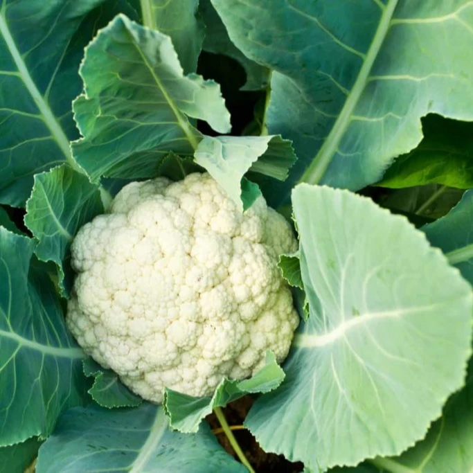 Смеси урожая цветной капусты для продажи