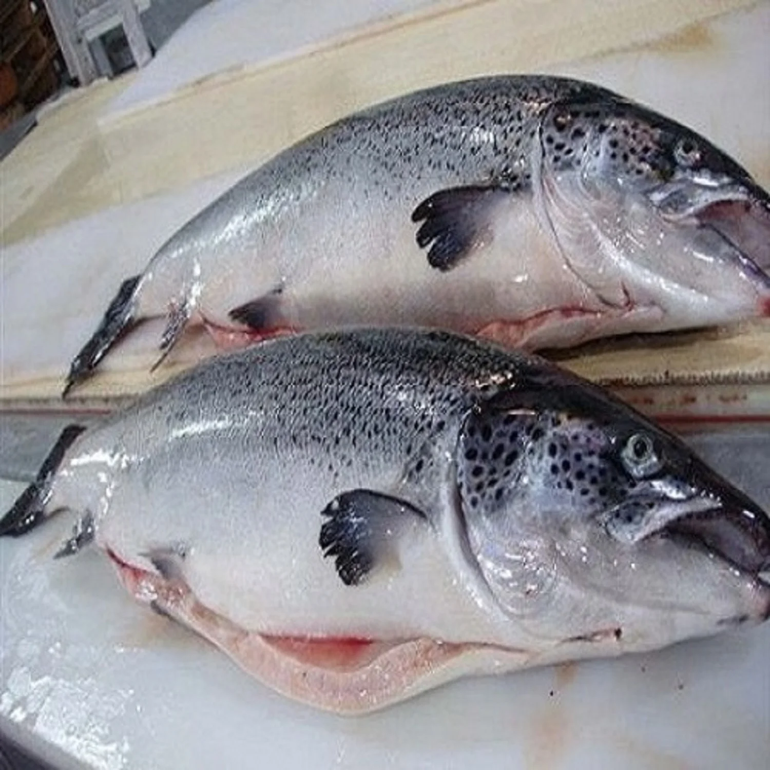 Cargill World Leading Supplier Norwegian Altantic Salmon e-trim 2-3lb. fillets Frozen Premium Seafood Volume Discount Pricing