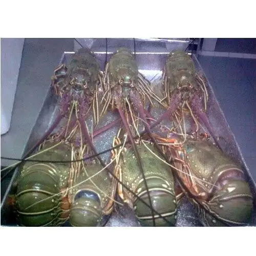Premium Seafood Fresh and Frozen Lobster, Lobster Tails For Sale/Live Lobsters/live Spiny Lobsters