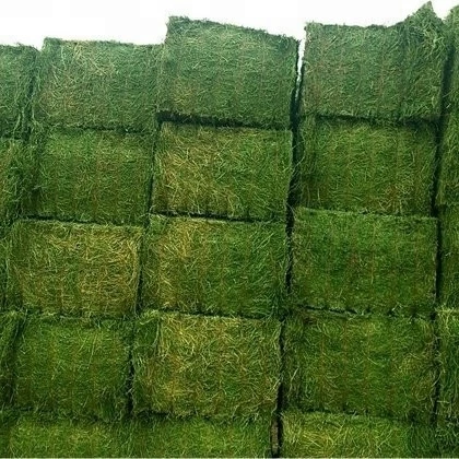 ALFAFA HAY READY FOR SUPPLY/ Alfalfa hay with high protein for animal feeding