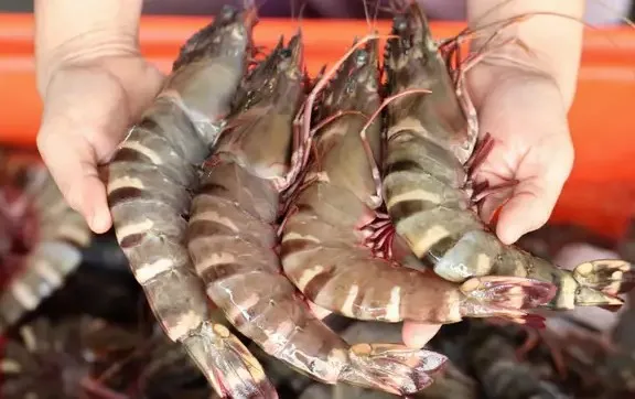 Shrimp Best Quality White and Black tiger Shrimp Export Seafood Fresh Frozen Black tiger shrimp With Cheap Price