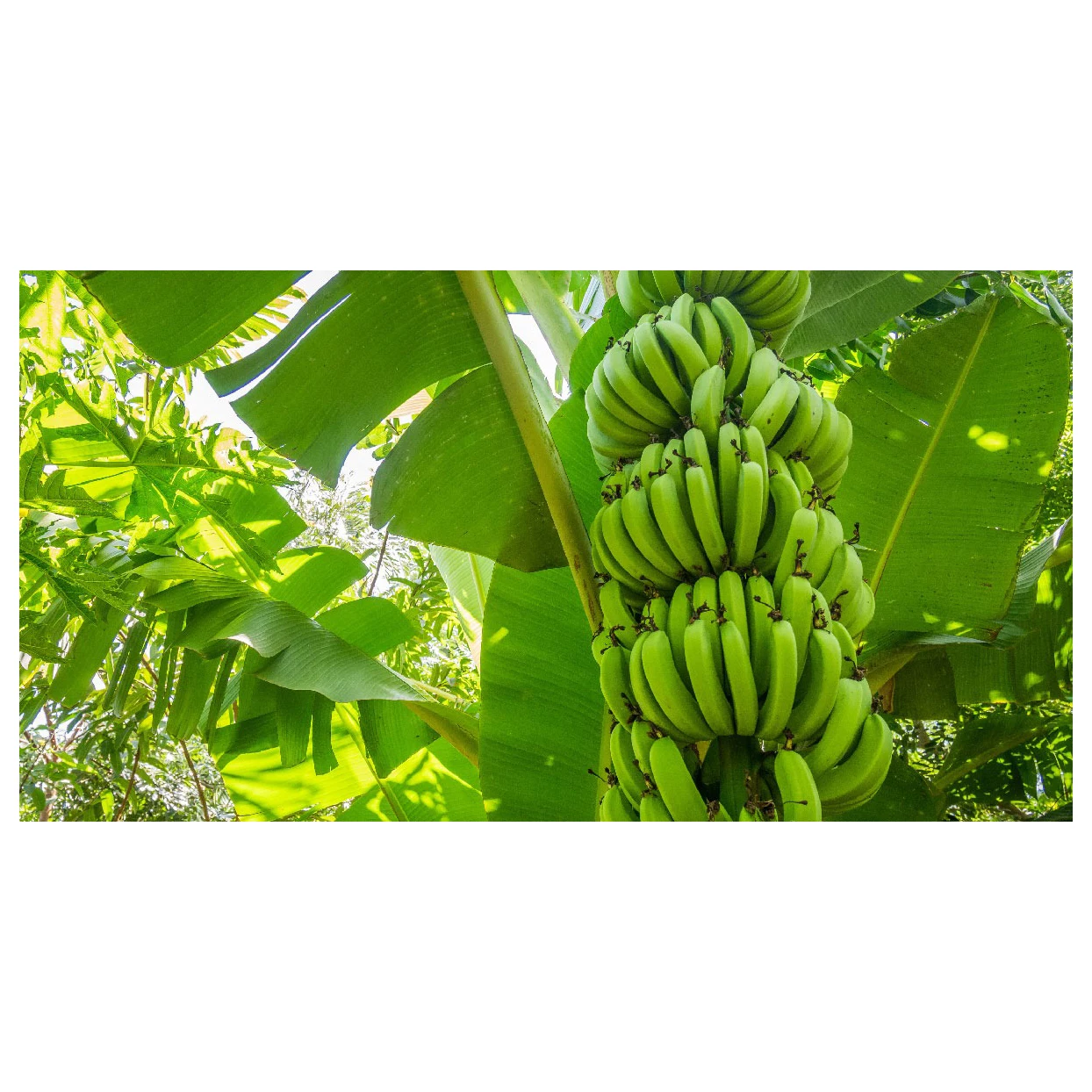 Natural high quality Green Yellow Cavendish Banana Wholesale top grade bananas best price fresh bananas
