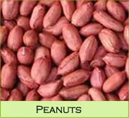 Wholesale Peanut Nuts Raw Organic Shelled Ground Peanuts Jumbo Exporters Worldwide