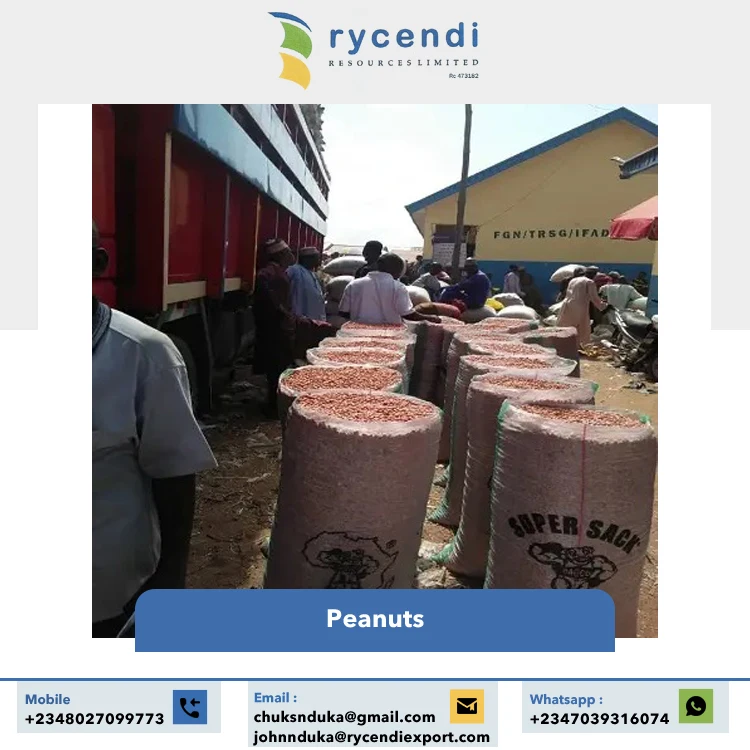 Premium Quality Common Cultivation Type Natural Color and Original Flavor Dried Raw Peanuts Supplier