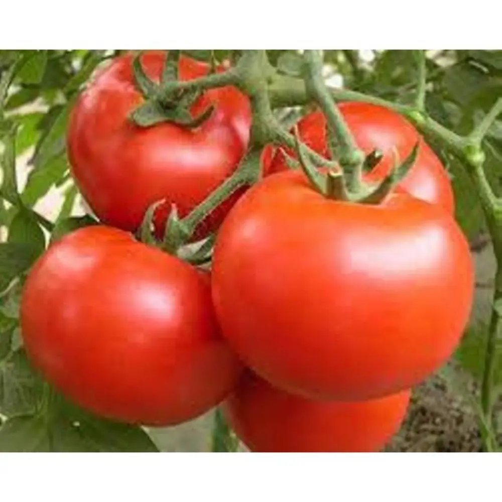 TOMATO VRAJ PETER F1  export by Air