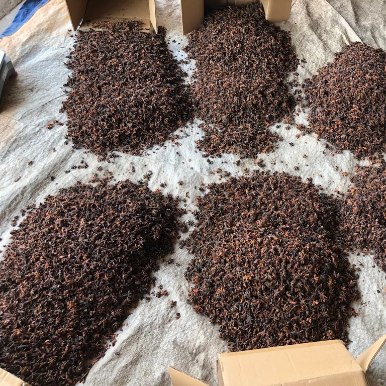 STAR ANISEED RADISH COLOR SPRING CROP CHEAP RATE 2023 CROP