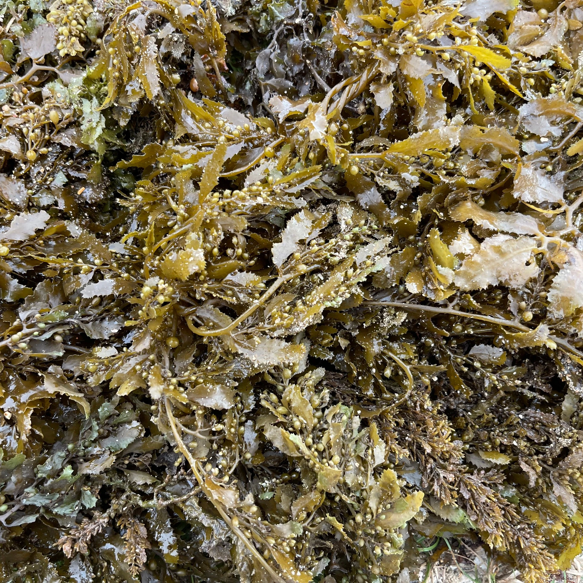 Dried Sargassum All Natural Ocean  Organic Sundried Seaweed For Export In Bulk