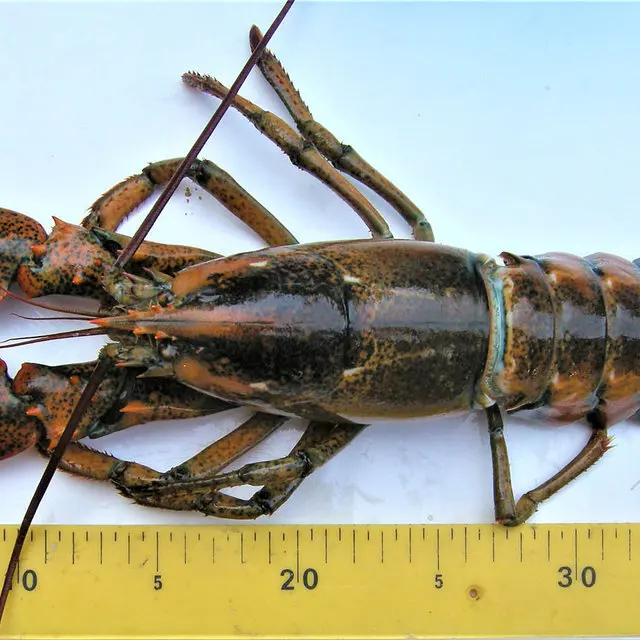 LIVE CRAYFISH - SPINY LOBSTER WHOLE ROUND GOOD PRICE