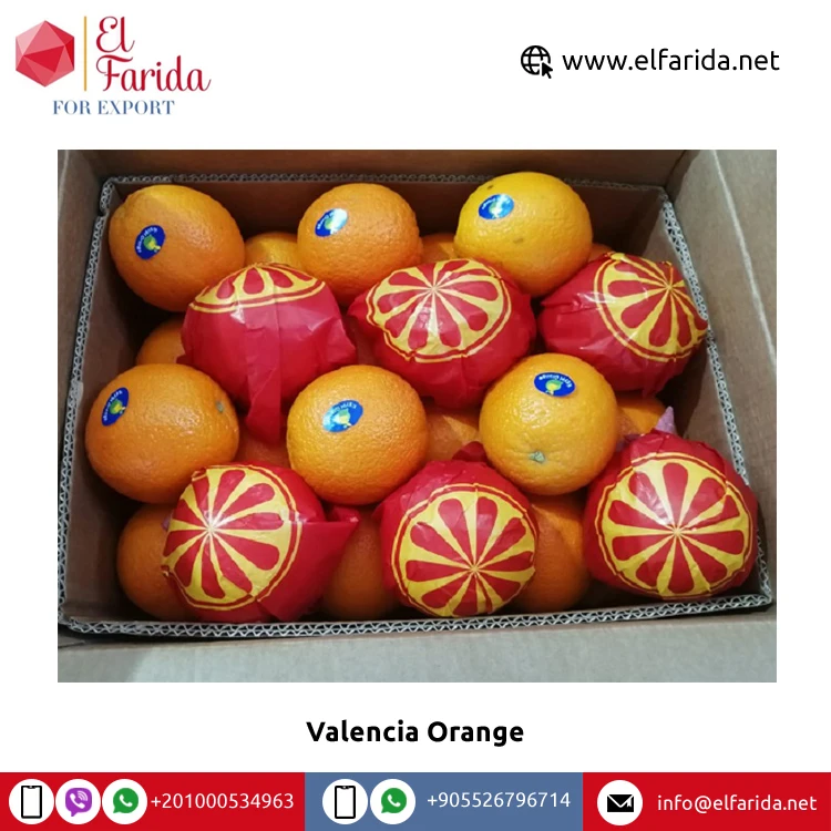 Best Selling High Nutritious Premium Fresh Oranges Fresh 100% Natural Pure Healthy Valencia Orange for Sale