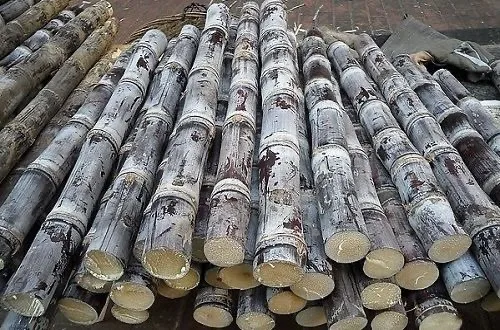 Wholesale Premium Quality Competitive Price FROZEN FRESH SUGAR CANE From Viet Nam