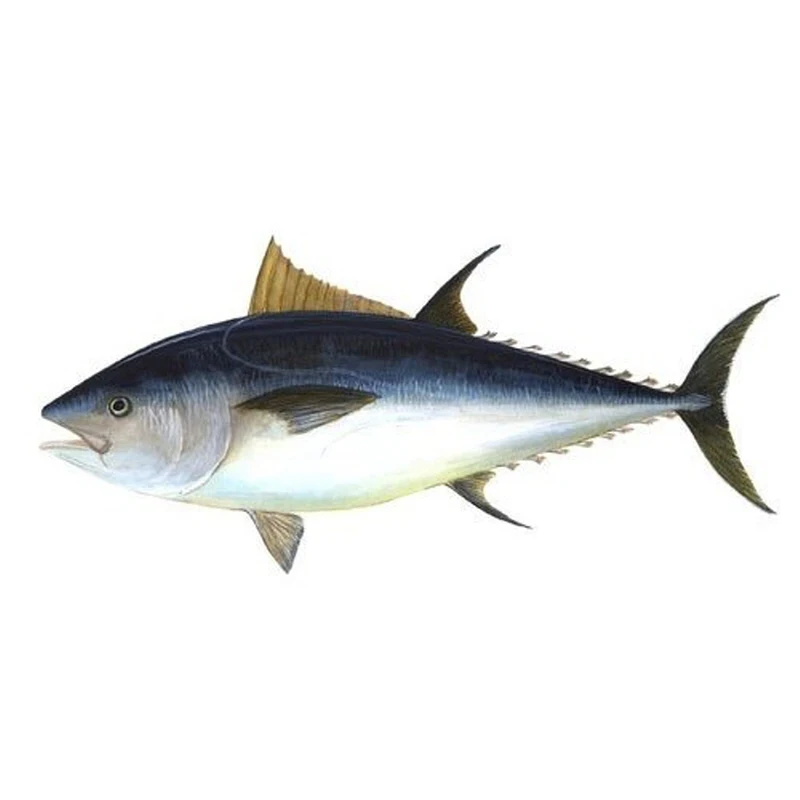 Hot Selling in 2021 for Frozen Tuna Steak The Yellowfin Tuna Steak CO Shipping from SA Bulk Packaging Shelf Origin Life ISO