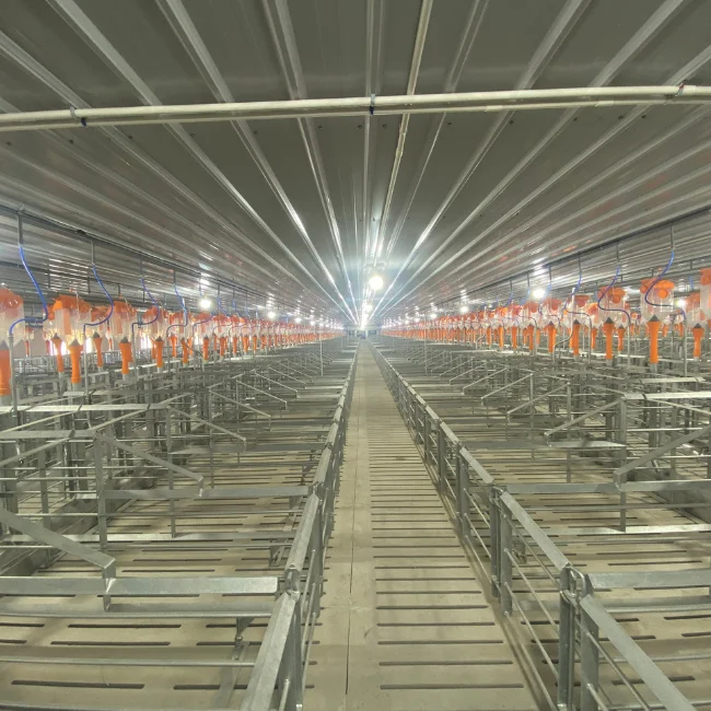 Cheap price cages for pigs in gestation  gestation cage maternity pig Stainless Steel  Made in Vietnam Manufacturer