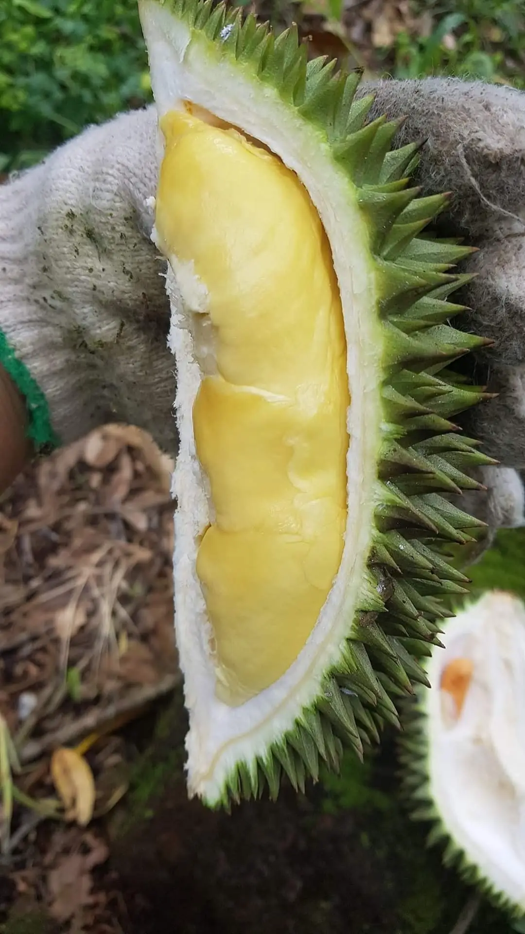 Cultivation Common Packaging OEM Shape Life  IQF Type frozen durian Frozen Durian from Vietnam +84947900124