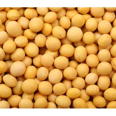 Wholesale High quality Broad Beans Dried for sale with reasonable price and fast delivery