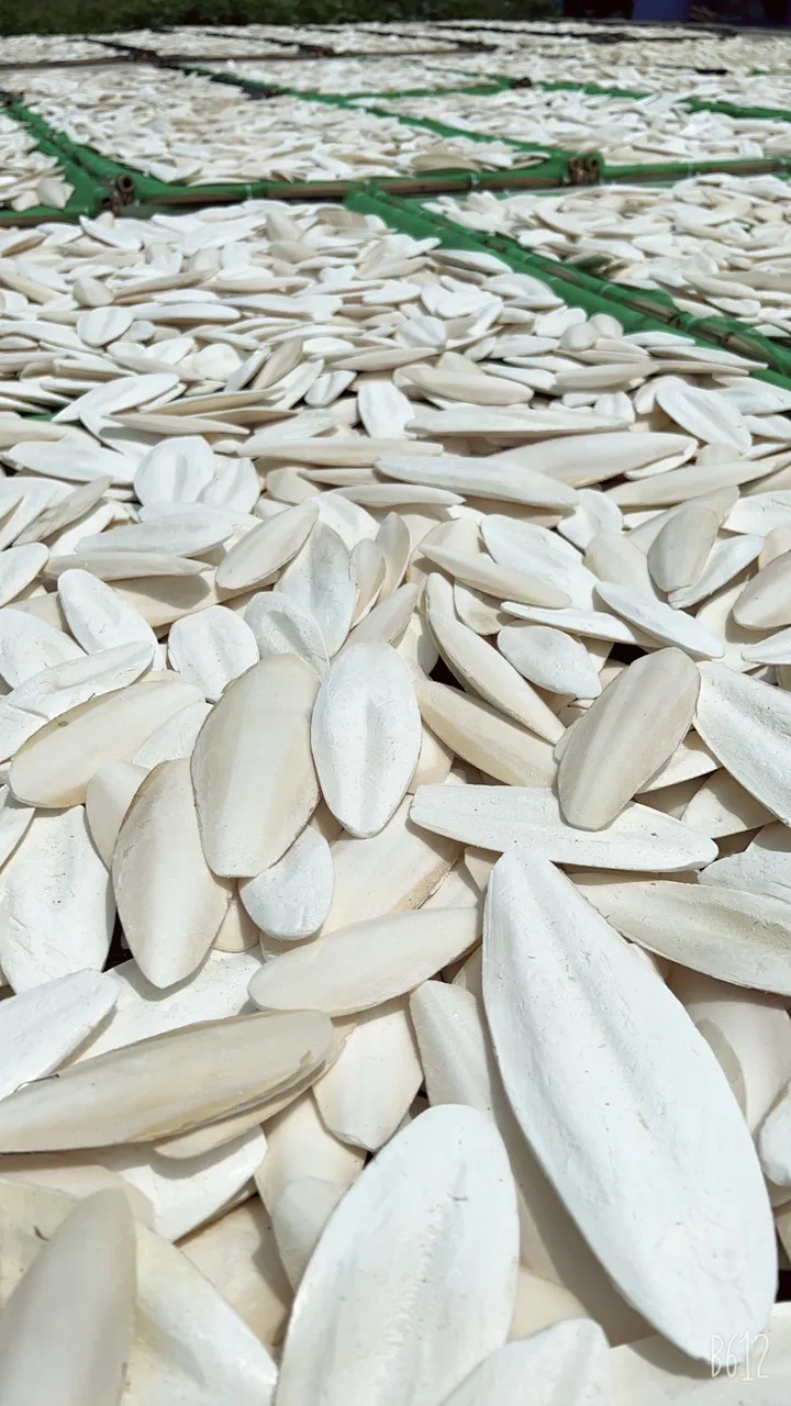 Bleached Unbleached Dried Cuttlefish Bones Natural High Quality Sun Dry Trimmed Untrimmed