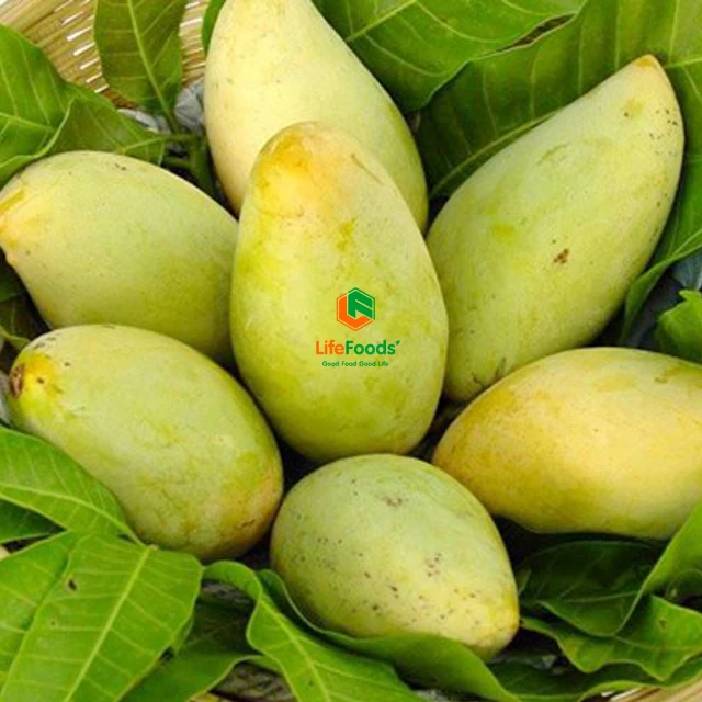 Natural Sweet Common 100% Maturity Delicious HCCP cert package ODM fresh fruit Yellow Cat Chu Mango Lifefoods from Vietnam