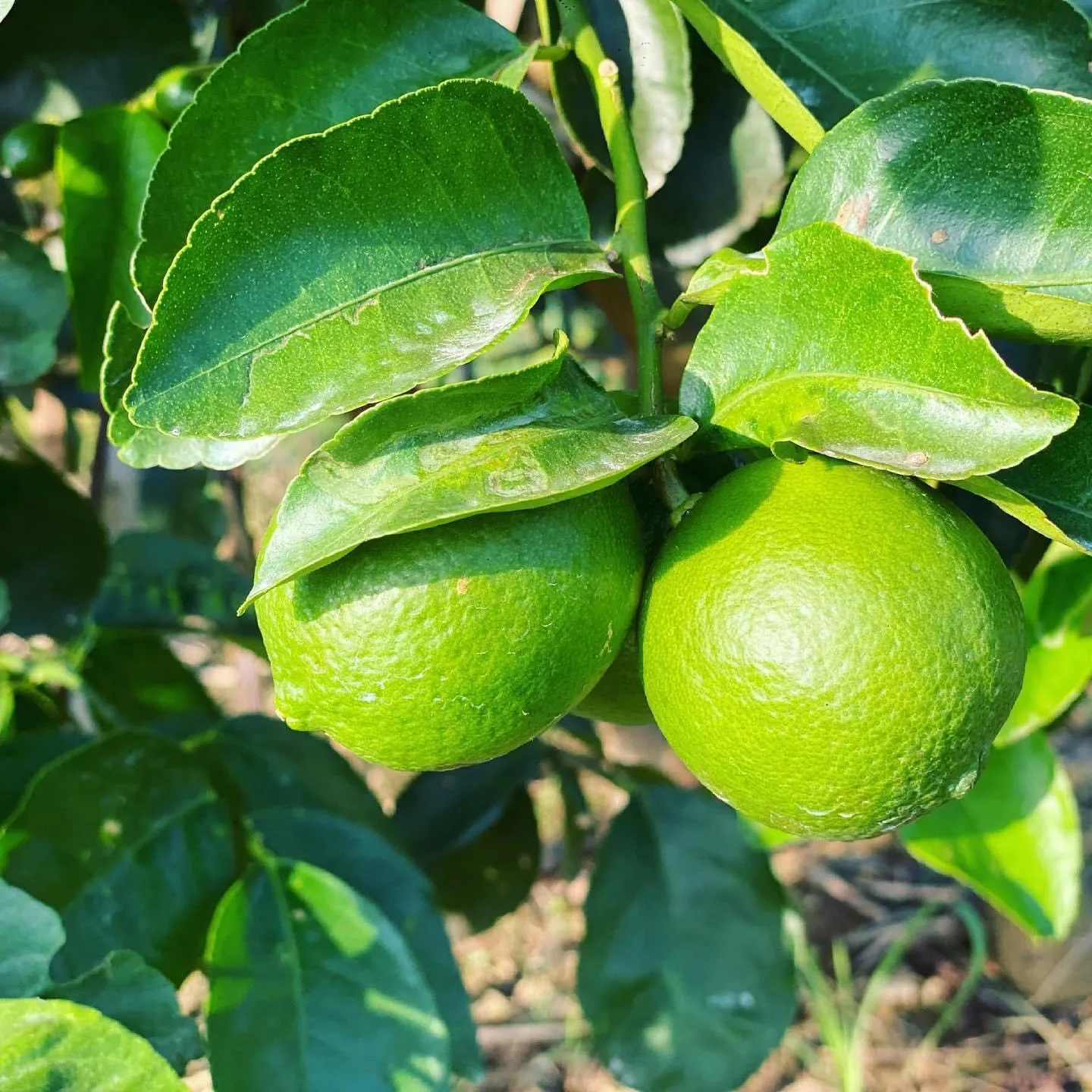 Wholese High Quality New Harvest SEEDLESS LIME LEMON From Viet Nam