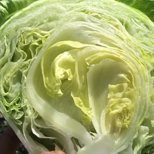 iceberg very fresh