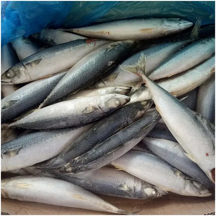 Тихоокеанская лошадь Скумбрия Рыба