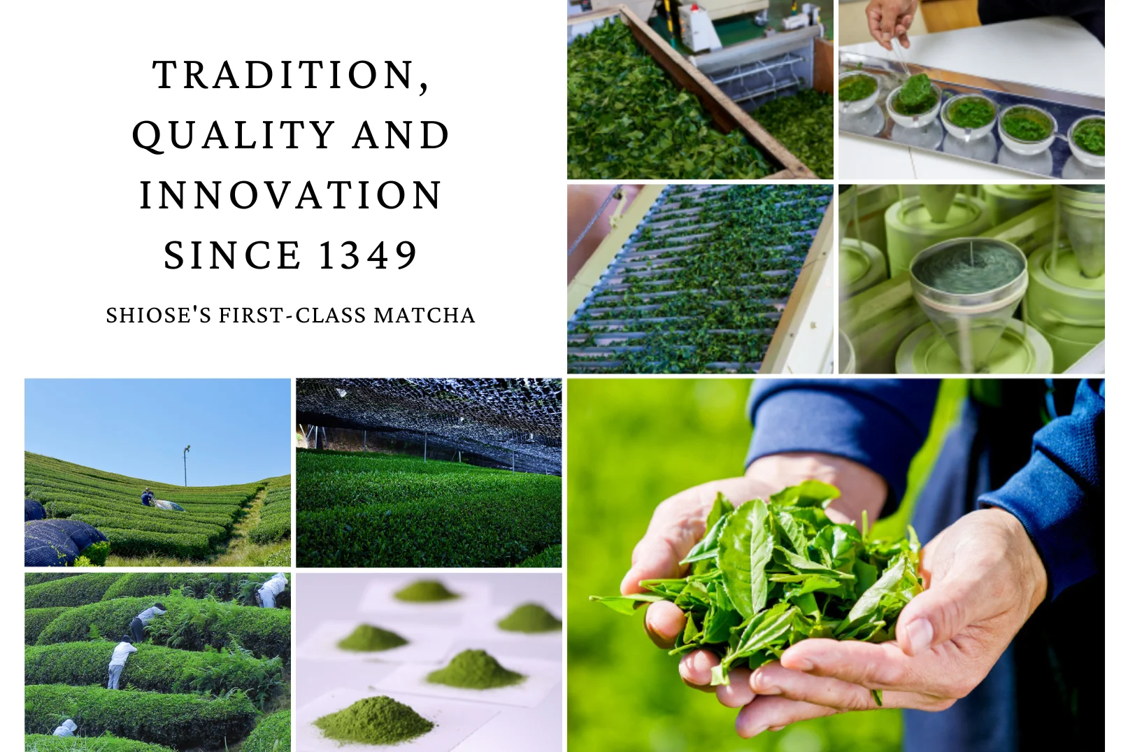 Affordable Price Matcha Japanese Ceremonial Grade Green Tea Powder Organic Private Label