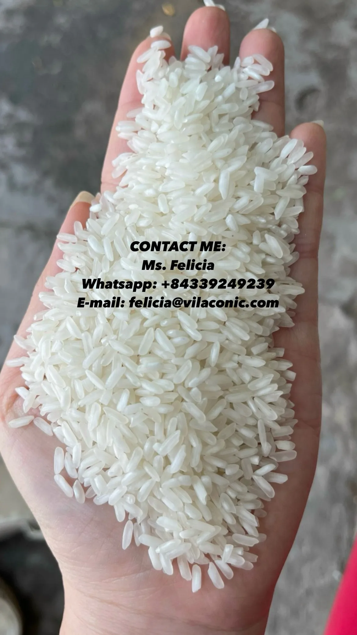 PURE PERFUME JASMINE RICE / PUR PARFUM RIZ JASMIN - WS: +84339249239 (Ms. Felicia )