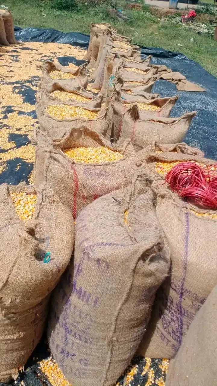 Import Yellow Maize Corn for Human  Consumption at wholesale Prices