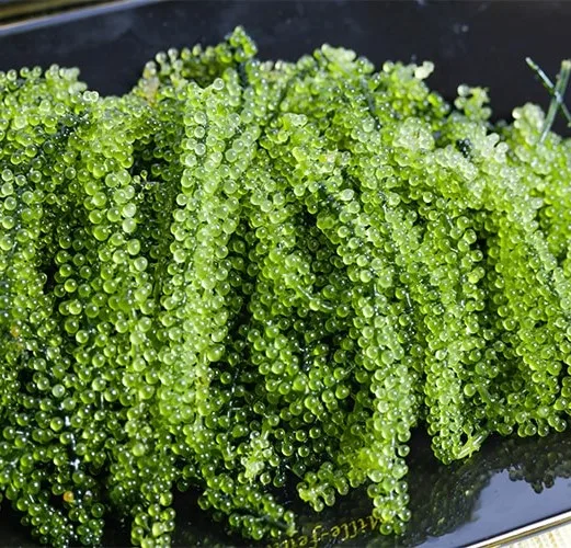 Обезвоженный морской виноград/лато/CAULERPA LENTILLIFERA от 99 Gold