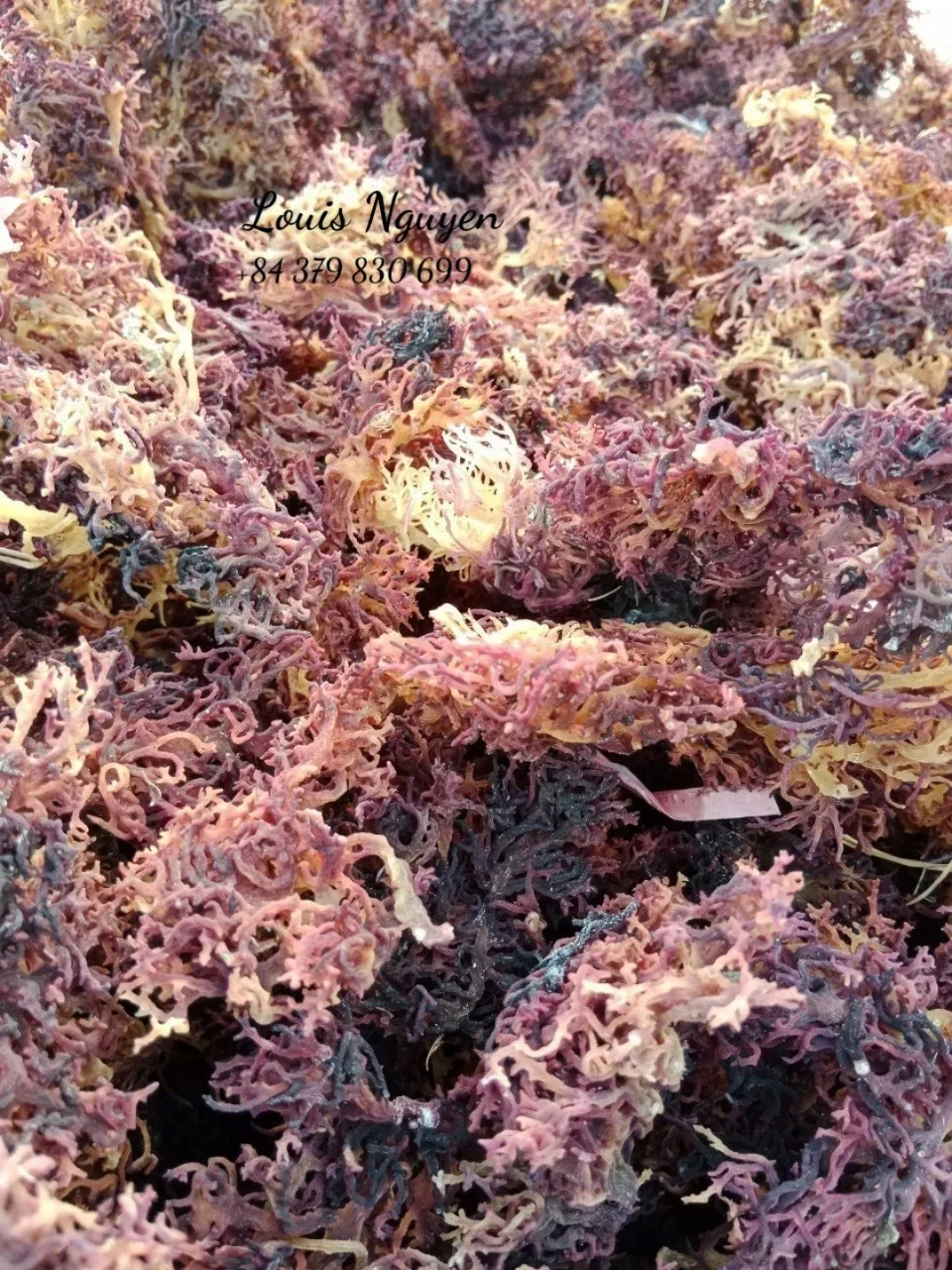 Top Exporter Purple Sea Moss - Irish Sea Moss From Vietnam - 100% Natural & Raw - Mr. Louis (WhatsApp: +84 379830699)