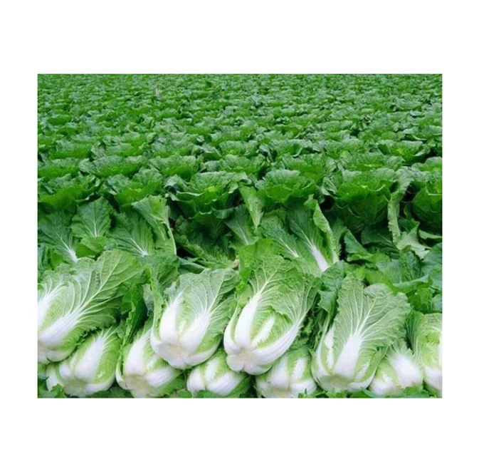 Egypt Origin Exporter of Superior Quality Premium Grade Wholesale Fresh Vegetables Lettuce at Reasonable Market Price