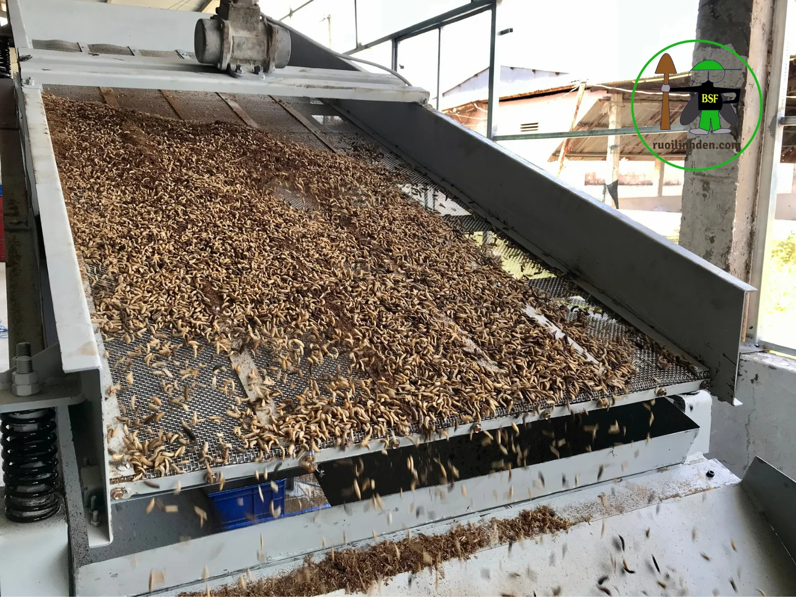 Negotiation free sample support ingredient quality 100% black soldier fly larvae Dried Black Soldier Fly TamEco from Viet Nam